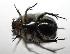 Metallesthes unicolor