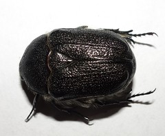 Metallesthes unicolor