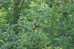 Acrocephalus arundinaceus