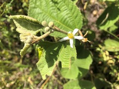 Grewia latifolia
