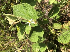 Grewia latifolia