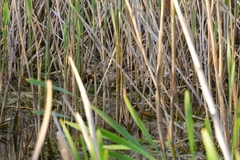 Acrocephalus arundinaceus