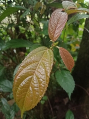 Ficus fistulosa
