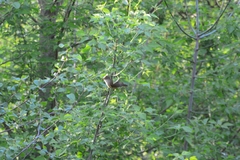 Acrocephalus arundinaceus