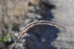 Agropyron cristatum