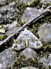 Sinarella c-album