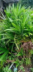 Pandanus amaryllifolius
