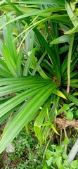 Pandanus amaryllifolius