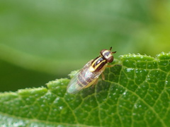 Chlorops