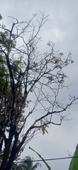 Parkia speciosa