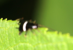 Planuncus tingitanus