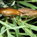 Tawny Cockroach - Photo (c) Lupoli Roland, some rights reserved (CC BY-NC), uploaded by Lupoli Roland