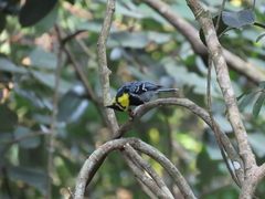 Machlolophus spilonotus