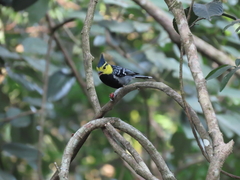 Machlolophus spilonotus