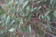 Eucalyptus jacksonii