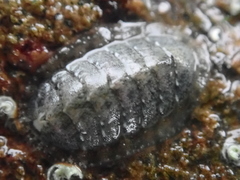 Lepidochitona cinerea
