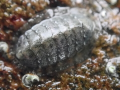 Lepidochitona cinerea