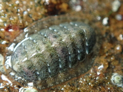 Lepidochitona cinerea