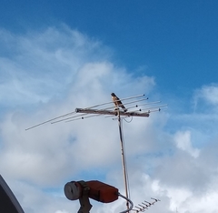 Rupornis magnirostris