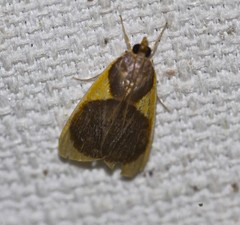 Prooedema inscisalis