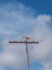 Rupornis magnirostris