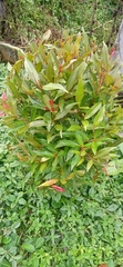 Syzygium myrtifolium