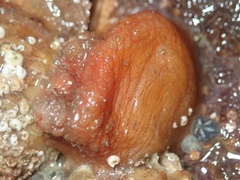 Pyura microcosmus