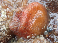Pyura microcosmus