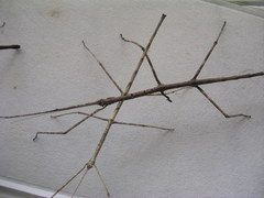 Phanocloidea muricata