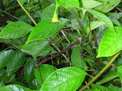 Phanocloidea muricata