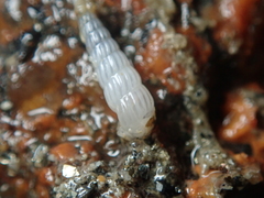 Turbonilla lactea