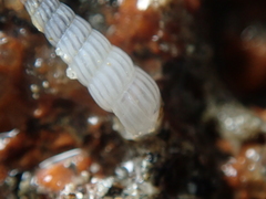 Turbonilla lactea