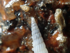 Turbonilla lactea