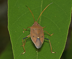 Poecilometis gravis