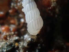 Turbonilla lactea