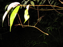 Phanocloidea muricata