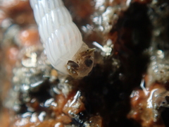 Turbonilla lactea