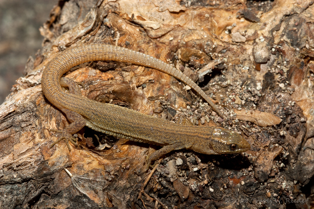 Sherbrooke's Night Lizard