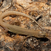 Sherbrooke's Night Lizard - Photo (c) Travis W. Reeder, some rights reserved (CC BY-NC), uploaded by Travis W. Reeder