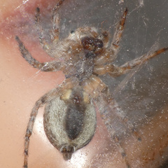 Tusitala hirsuta