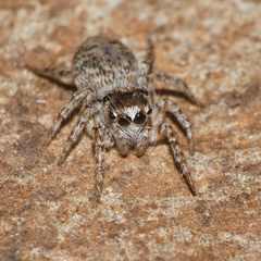 Tusitala hirsuta