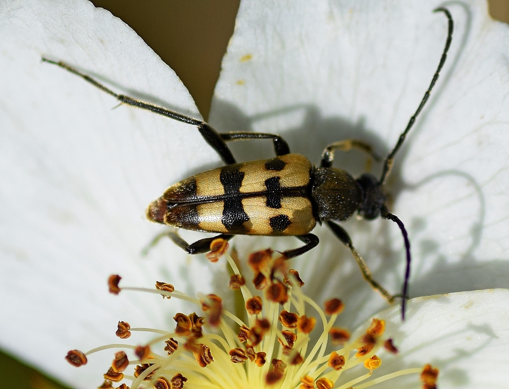 Pachytodes erraticus