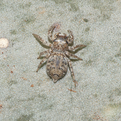 Tusitala hirsuta