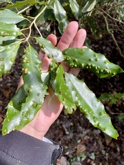 Quercus salicina