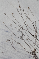 Scabiosa ochroleuca