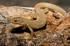 Sherbrooke's Night Lizard photo 2