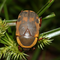 Pachnodella impressa