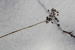 Allium rubens