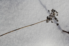 Allium rubens