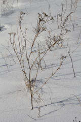 Peucedanum morisonii